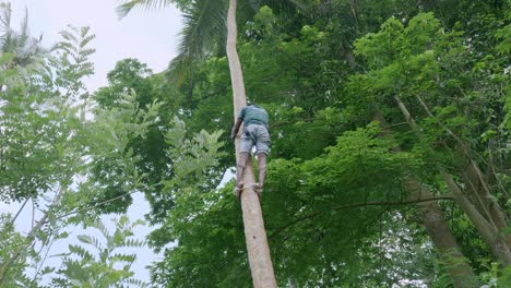 Strong-barefoot-Tanzania-man-climbing-tall-palm-tree-picking-exotic-coconuts