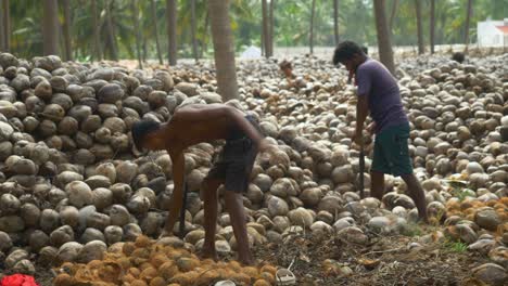 Skilled-workers-dehusking-coconuts-on-iron-coconut-husk-peeler-manually-at-a-coconut-farm,-South-India