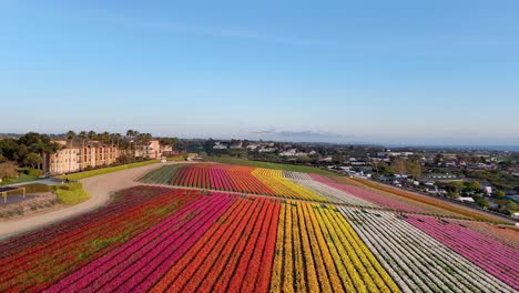 Langsamer-Drohnenflug-über-Blumenfelder-In-Carlsbad,-Blauer-Himmel-Nach-Feierabend,-Keine-Menschen-Auf-Den-Feldern,-Beobachter-Auf-Einem-Aussichtspunkt,-Ein-Paar-Vögel-Fliegen-Durch-Ruhige-Szene,-Hotel-Mit-Blick-Auf-Bunte-Blumenreihen