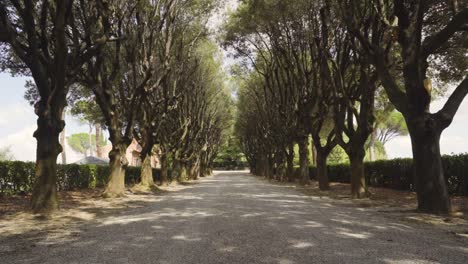 Slow-Motion-POV-shot-driving-down-a-long-Tuscan-Driveway-lined-with-trees