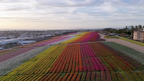 Campos-De-Flores-De-Carlsbad-Vuelo-De-Drones-Desde-La-Parte-Superior-Derecha-A-La-Inferior-Izquierda-De-Flores-De-Ranúnculo-En-Secciones-Y-Franjas-De-Colores-Después-De-Horas-Sin-Gente,-Algún-Pájaro-Ocasional-Sobrevolando