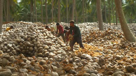 Kokosnuss-Entschalenprozess-Durch-Facharbeiter-Auf-Einer-Kokosnussfarm,-Haufen-Kokosnüsse