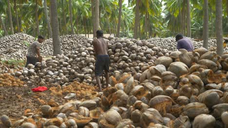 Eine-Gruppe-Jugendlicher-Landarbeiter-Schälen-Traditionell-Getrocknete-Kokosnüsse-Auf-Einer-Kokosnussfarm,-Haufen-Getrockneter-Kokosnüsse,-Südindien