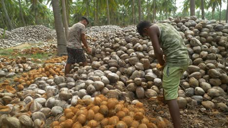 Teenage-farm-workers-peeling-dried-coconuts-traditionally-at-coconut-farms,-Heap-of-dried-coconuts,-South-India