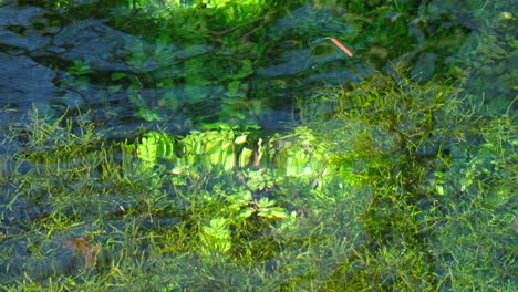 La-Flora-Del-Lecho-Ondula-En-Las-Suaves-Corrientes,-Un-Tapiz-De-Verde-Bajo-El-Agua-Ondulante.