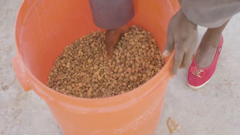 Baobab-Samen-Werden-Vor-Der-Verarbeitung-In-Einem-Eimer-Sortiert