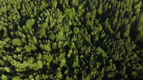 Pine-tree-forest-from-above