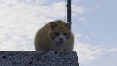 Brown-and-white-cat-crouches-staring-down-from-top-of-concrete-column