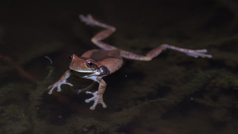 Close-up-shot-of-a-frog-floating-on-the-surface-of-a-pond-in-panama