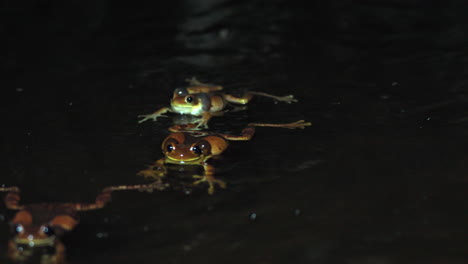 Close-up-shot-of-a-frog-croaking-and-trying-to-mate-with-a-female-frog