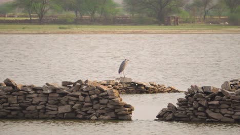 Herde-Bemalter-Störche-Mit-Graureihern-Und-Reiher-Zugvögeln-An-Einem-Historischen-Teich-Namens-Talab-E-Shahi-In-Bari-Dholpur-In-Rajasthan,-Indien-Während-Des-Sonnenuntergangs