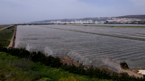 Cultivated-Lands-With-Growing-Organic-Plants-Near-Moshav-Megadim-In-Northern-Israel