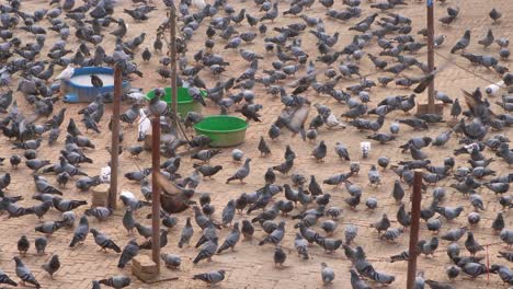 Palomas-Que-Llegan-En-Busca-De-Comida,-El-Templo-Boudhanath,-Katmandú,-Nepal