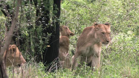 A-lioness-interacting-with-her-cubs-behind-a-tree-in-a-game-reserve
