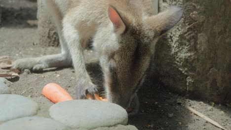 Close-up-shot-of-a-red-necked-wallaby-eating-a-carrot