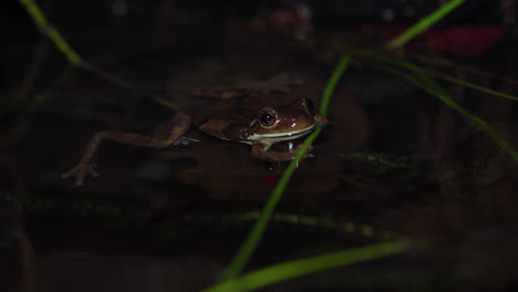 Low-Angle-Aufnahme-Eines-Frosches,-Der-In-Der-Nähe-Des-Ufers-Eines-Tropischen-Teichs-In-Panama-Schwimmt