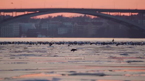Vögel-Stehen-Auf-Eis-Vor-Einem-Sonnenuntergang