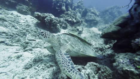 Green-Sea-Turtle-navigates-the-rugged-reef-Ocean-floor