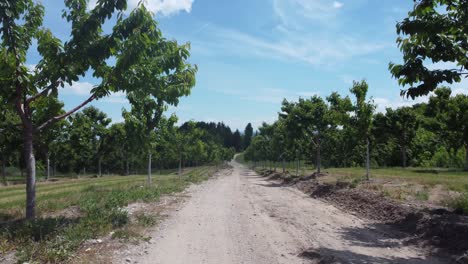 Drone-flys-through-apple-farm