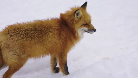 Lone-Red-Fox-Walking-Over-Snow-in-Winter,-4k-Slow-motion-shot