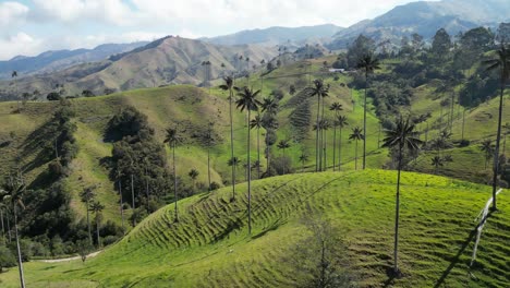Flying-over-the-iconic-wax-palms-in-Valle-de-la-Samaria-near-the-town-of-Salamina-in-the-Caldas-department-of-the-Coffee-Axis-in-Colombia
