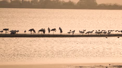 Herde-Bemalter-Störche-Mit-Graureihern-Und-Silberreihern-Und-Enten-Zugvögel-An-Einem-Historischen-Teich-Namens-Talab-E-Shahi-In-Bari-Dholpur-In-Rajasthan,-Indien-Während-Des-Sonnenuntergangs