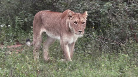 Una-Leona-En-Movimiento-En-La-Maleza-Del-Parque-Nacional-Kruger