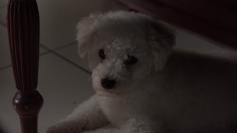 Cute-white-toy-Poodle-hiding-himself-under-the-table-and-listen-to-the-environment