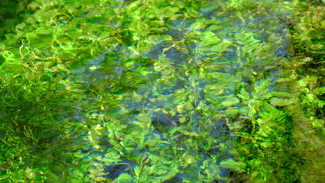 Üppige-Unterwasserpflanzen-Wiegen-Sich-Im-Klaren,-Fließenden-Fluss,-Sonnenlicht-Schimmert-Durch-Die-Wasseroberfläche