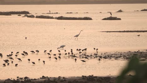 Bandada-De-Cigüeñas-Pintadas-Con-Garzas-Grises-Y-Garcetas-Y-Patos-Aves-Migratorias-En-Un-Estanque-Patrimonial-Llamado-Talab-E-Shahi-En-Bari-Dholpur-De-Rajasthan-India-Durante-La-Puesta-De-Sol