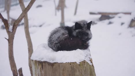 4k-Black-Fox-Sleeping-on-Tree-Stump-in-Snowy-Landscape