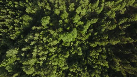 Bosque-De-Pinos-Desde-Arriba