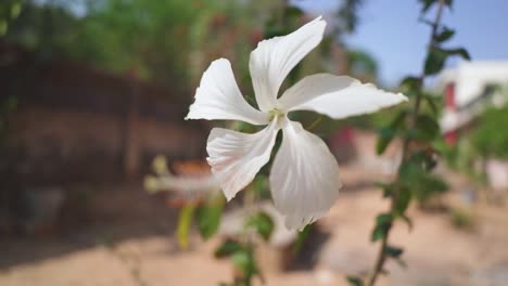 Slow-motion-macro-shot-of-white-hibiscus-flower-plant-in-household-graden