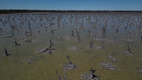 Dry-trees-in-Taarbin-Lake-destroyed-by-rising-salinity-levels,-Western-Australia