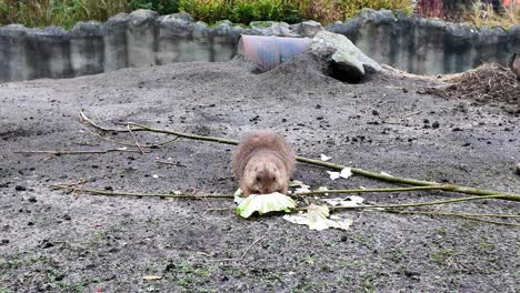 A-Prairie-Dog-Nibbling-on-Cabbage-While-on-the-Ground---Handheld-Shot