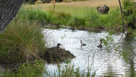 Australischer-Haubentaucher-Nistet,-Während-Andere-Vögel-Im-Wasser-Um-Schwimmende-Nester-Herum-Schwimmen