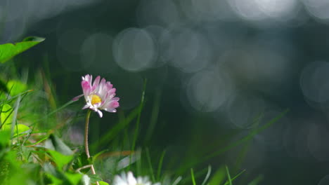 A-solitary-daisy-flower-stands-gracefully-against-a-blurred-background-of-a-flowing-river,-with-a-distinct-"soapy-bokeh"-effect-highlighting-its-delicate-beauty
