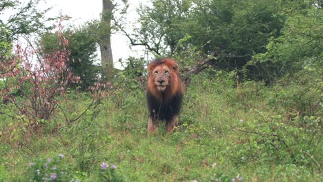 A-big-male-lion-with-dark-mane-shaking-his-head-in-the-rain