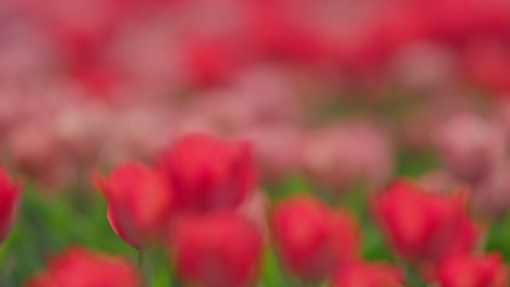 Focus-shift-close-up-of-pretty-red-and-pink-tulip-flowers-on-field