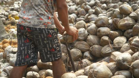 Closeup-of-a-coconut-farm-worker-peeling-dried-coconut-traditionally,-Heap-of-dried-coconuts