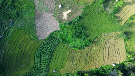 Aerial-drone-landscape-over-grassland-crops-rice-fields-plantations-for-farming-agriculture-business-in-Ella-Sri-Lanka-travel-tourism-Asia-nature