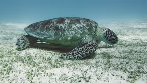 Grüne-Meeresschildkröte-Auf-Nahrungssuche-Auf-Dem-Mit-Sand-Bedeckten-Meeresboden