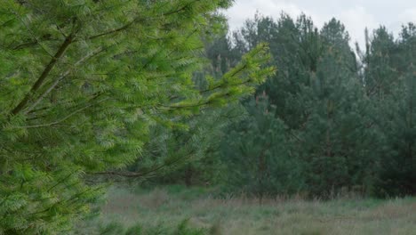 Wind-blowing-the-leaves-of-the-pine-trees-on-a-winday-day-at-Thetford-Forest-in-Norfolf,-in-United-Kingdom