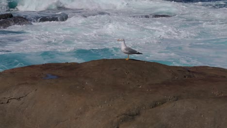 Möwe-Auf-Felsen-Mit-Rauen-Wellen-Im-Hintergrund-In-Muxia,-Spanien