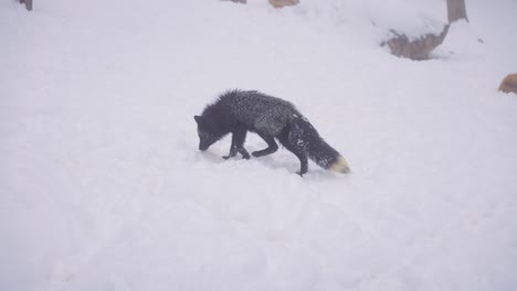 Lone-Black-Fox-in-Misty-Snow-Covered-Landscape