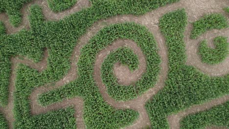 Erkundung-Des-Maislabyrinths-Aus-Der-Luft