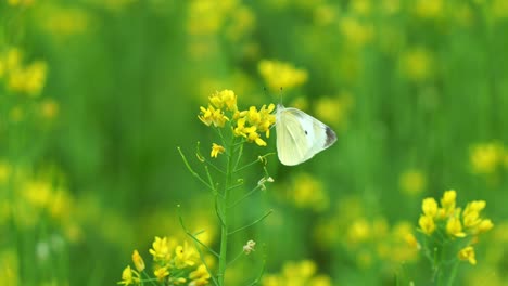 Beauty-of-the-nature-in-the-countryside,-a-beautiful-Cabbage-white-butterfly-pollinating-vibrant-yellow-rapeseed-flowers,-fluttering-its-wings-and-fly-away,-close-up-shot