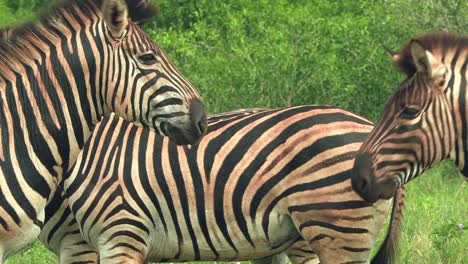 Eine-Einzigartige-Nahaufnahme-Interaktion-Zwischen-Zebras-Mit-Einem-Zärtlichen-Moment