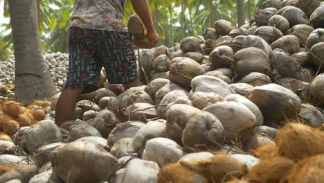 Heap-of-whole-dried-coconuts-at-coconut-farm,-A-teenage-farm-working-peeling-coconuts-traditionally-at-farm