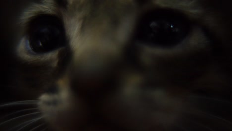 Vídeo-Macro-De-Una-Pequeña-Cara-De-Gatito,-Mascota-Peluda-De-Cerca,-Gato-Colorido,-Cámara-Lenta-120fps,-Full-Hd